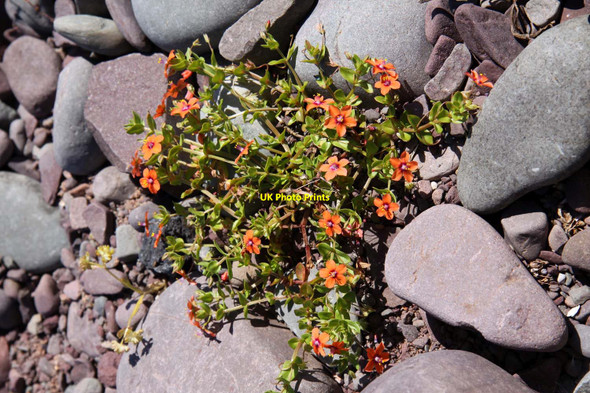 Photo 6"x4" Scarlet pimpernel in the pebbles Porlock Weir c2013