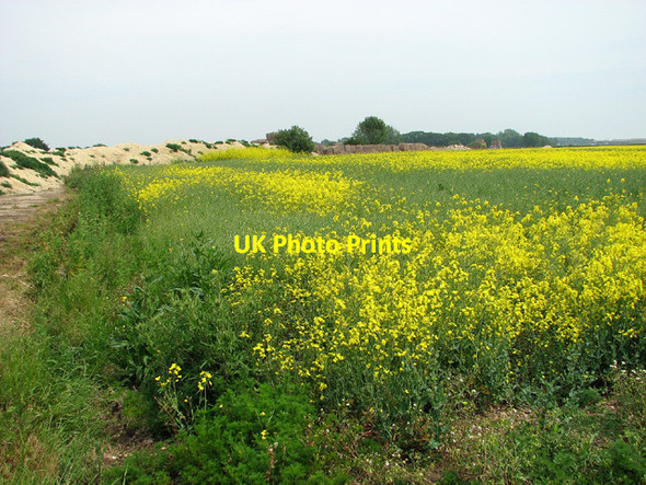 Photo 6"x4" Oilseed rape crop on Parham airfield Great Glemham c2013