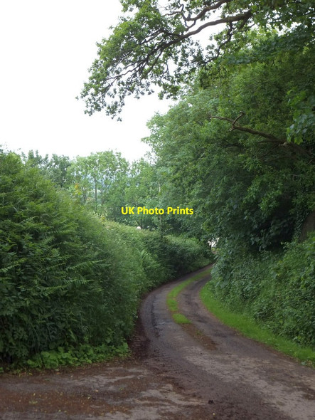 Photo 6"x4" Access road to farm at Endicott Cadeleigh c2013