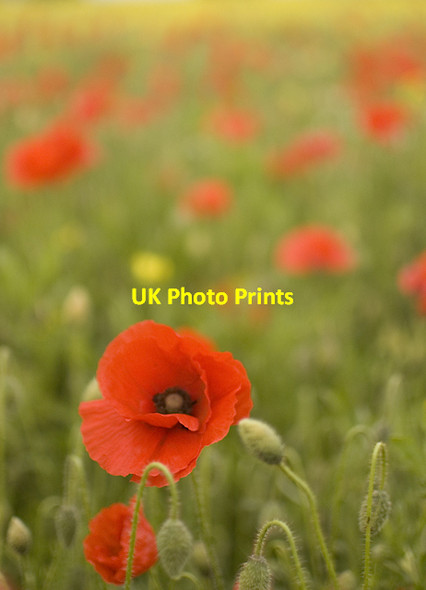 Photo 6"x4" Poppies near High Catton High Catton c2013