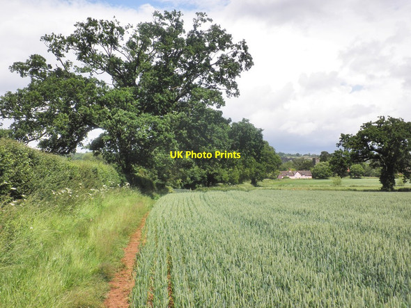 Photo 6"x4" Wheat field, south of Cheddon Fitzpaine Cheddon Fitzpaine c2013