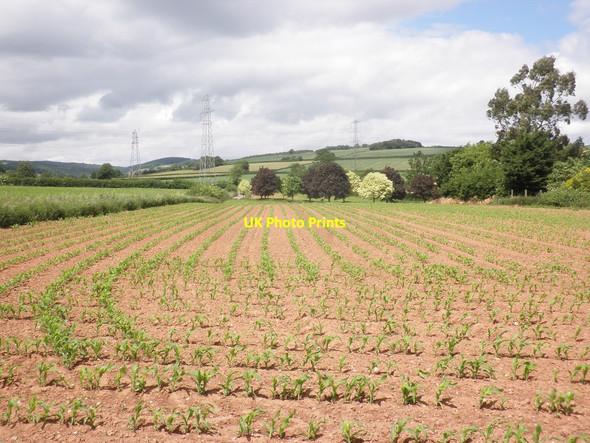 Photo 6"x4" Maize field, near Upper Cheddon Upper Cheddon c2013