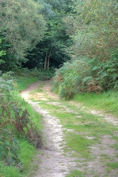 Photo 6"x4" Public Bridleway, Faddell Rigg to Grays Lowna c2008