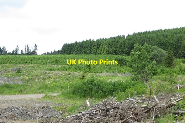 Photo 6"x4" Woodland, Cairnoch Hill Kirk o' Muir Cemy c2013