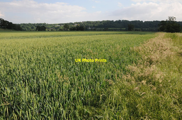 Photo 6"x4" Wheatfield beside the River Wye Ballingham Hill c2013