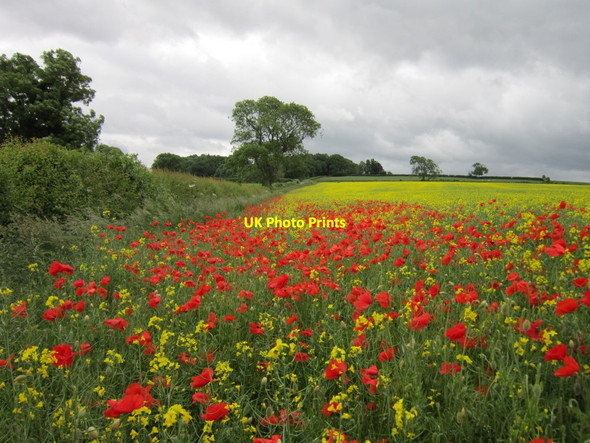 Photo 6"x4" Poppies and Rape off Crayke Lane Crayke c2013