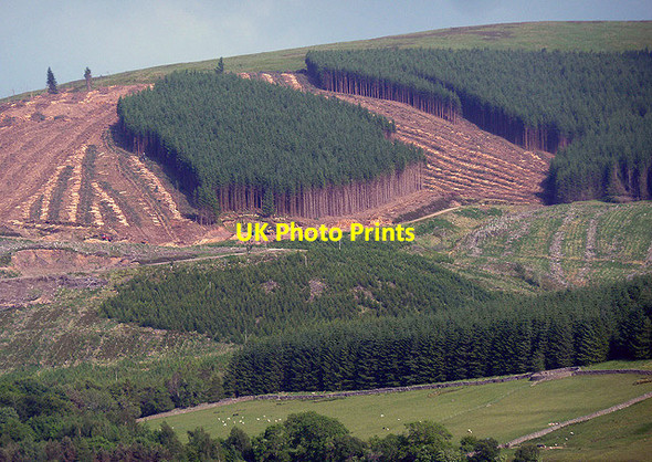 Photo 6"x4" Timber operations on Thorny Rig Bowerhope c2013