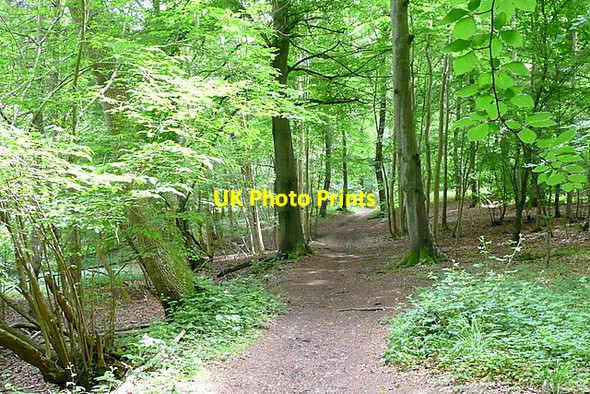 Photo 6"x4" Towards Bones Wood Crowsley c2013