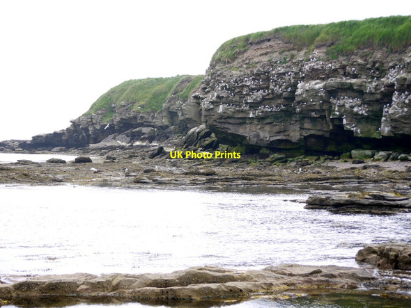 Photo 6"x4" Undercut cliffs at Braidcarr Rocks North Sunderland c2013