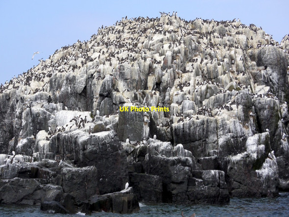 Photo 6"x4" Nesting season on the cliffs of Staple Island Brownsman c2013