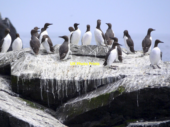 Photo 6"x4" Guillemots, Staple Island Brownsman c2013