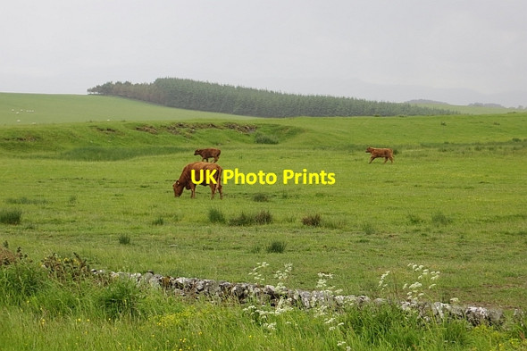 Photo 6"x4" Running calves, Groundistone Moss Newton\/NT5017 c2013