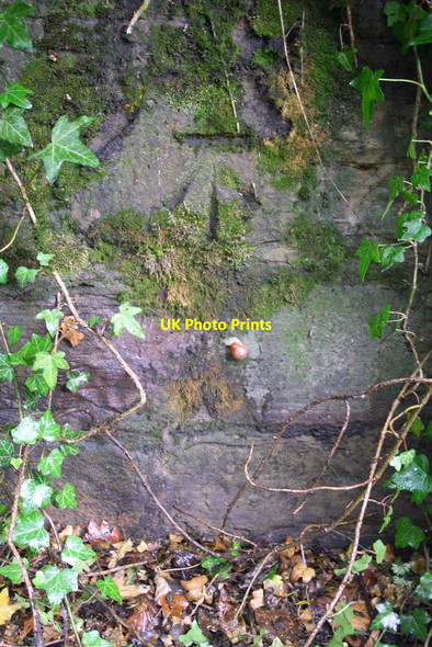 Photo 6"x4" Benchmark on ivy-clad wall of White Lane Chapeltown\/SK3596 c2013