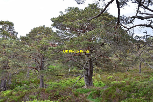 Photo 6"x4" Pinewood, Ballochbuie Forest Garbh Allt Shiel c2013