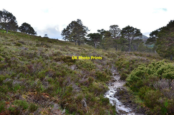 Photo 6"x4" Path below Carn Fiaclach Garbh Allt Shiel c2013