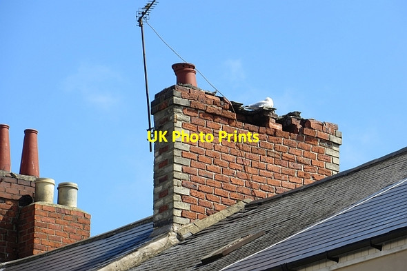 Photo 6"x4" Roosting gull, Frederick Street South Shields c2013