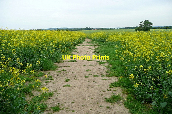 Photo 6"x4" Footpath towards Shiplake Shiplake Row c2013