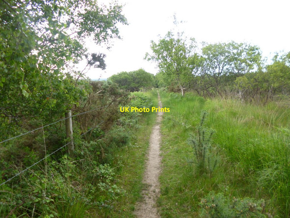 Photo 6"x4" Stoborough Heath, tramway Creech Bottom c2013
