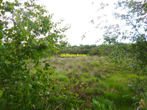 Photo 6"x4" Stoborough Heath, wetland Creech Bottom c2013