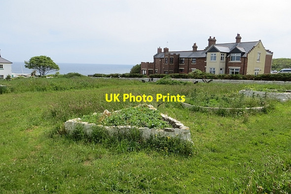 Photo 6"x4" Wildlife garden, Souter Lighthouse Marsden\/NZ3964 c2013
