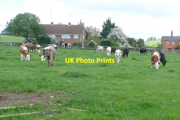 Photo 6"x4" Cattle at Stonor Stonor c2013