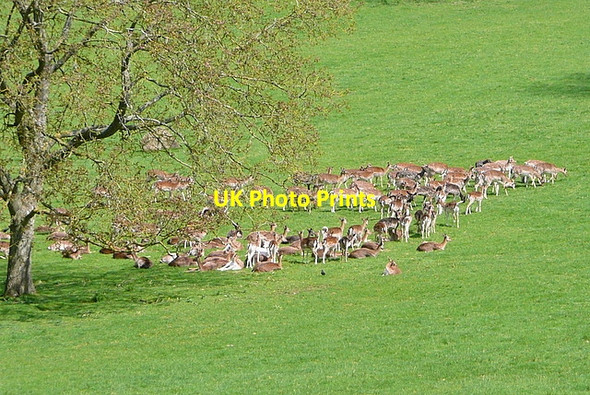 Photo 6"x4" Deer in Stonor Park Stonor c2013