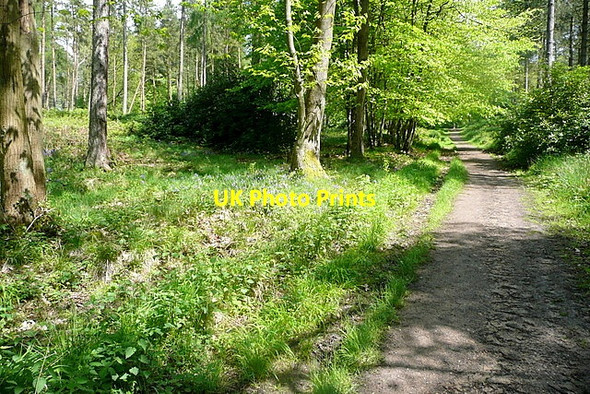 Photo 6"x4" Footpath through Stonor Park Southend\/SU7589 c2013