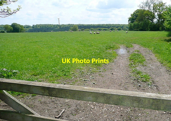 Photo 6"x4" Path away from Southend Southend\/SU7589 c2013