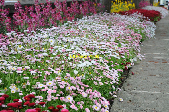 Photo 6"x4" Flowerbed in Pateley Bridge Pateley Bridge c2013
