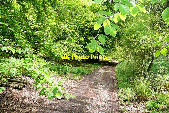 Photo 6"x4" Gussetts Wood Southend\/SU7589 c2013
