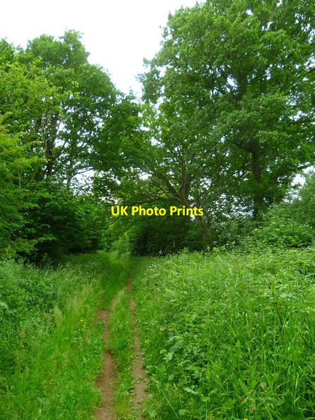 Photo 6"x4" The Orange Way after Wiltshire (98) Beedon Hill c2013