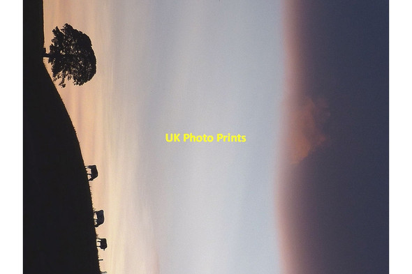 Photo 6"x4" Cows and a tree at dusk near Gressingham Gressingham c2013