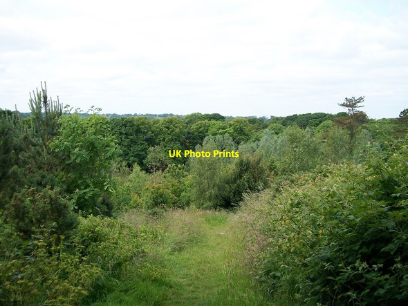Photo 6"x4" Path leading from Strangford village to Castleward Bay Strangford\/J5849 c2013