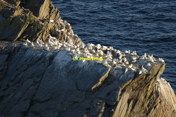 Photo 6"x4" Gannets (Morus bassanus) on Flodda Stack, Hermaness Clingra Stack c2013