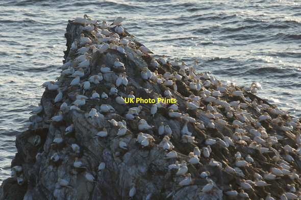 Photo 6"x4" Gannets (Morus bassanus) on Burra Stack, Hermaness Clingra Stack c2013
