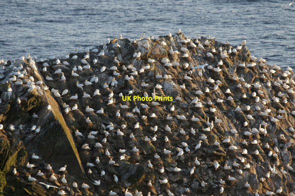 Photo 6"x4" Gannets (Morus bassanus) on Humla Stack, Hermaness Clingra Stack c2013