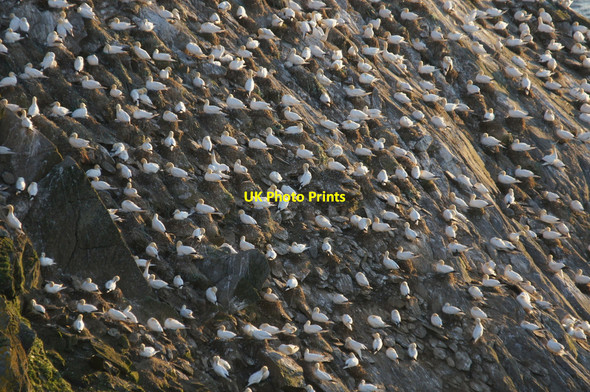 Photo 6"x4" Gannets (Morus bassanus) on Humla Stack, Hermaness Clingra Stack c2013 P1