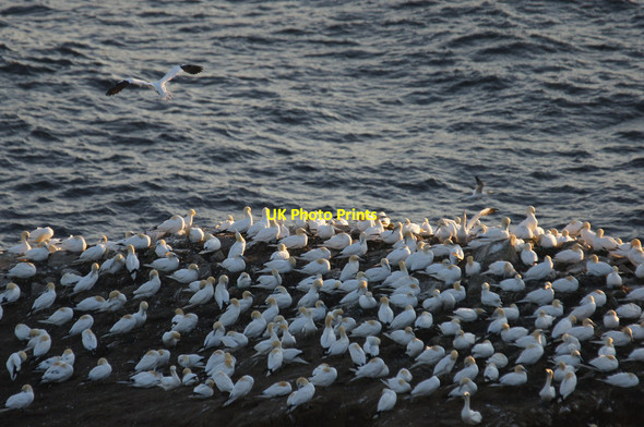 Photo 6"x4" Gannets (Morus bassanus) on Clingra Stack, Hermaness Clingra Stack c2013