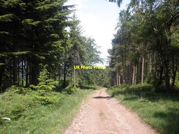 Photo 6"x4" Forest road, in Broadwood Plantation Carhampton c2013