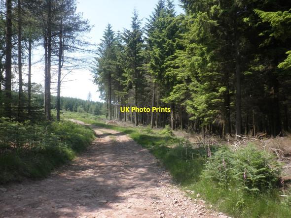 Photo 6"x4" Forest track, on Croydon Hill Churchtown\/SS9738 c2013