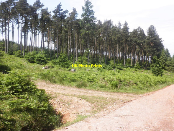 Photo 6"x4" Edge of cleared forest, on Croydon Hill Cowbridge\/SS9542 c2013