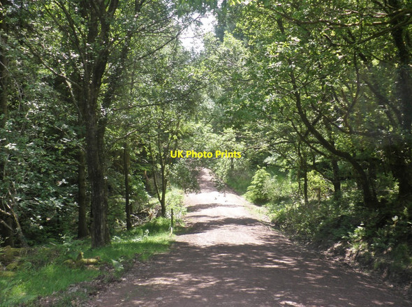 Photo 6"x4" Forest road in Long Combe Churchtown\/SS9738 c2013