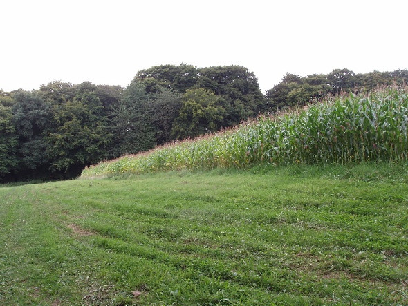 Photo 6"x4" Maize near Handy Cross Cressex c2008