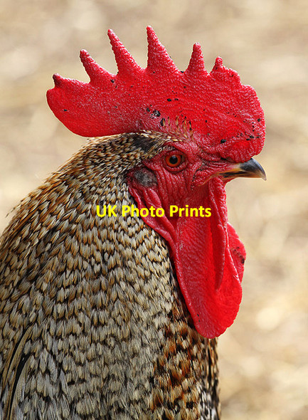 Photo 6"x4" A bantam cockerel at Jedburgh Deer and Farm Park Camptown c2013