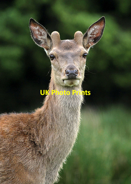 Photo 6"x4" A deer at Jedburgh Deer and Farm Park Camptown c2013
