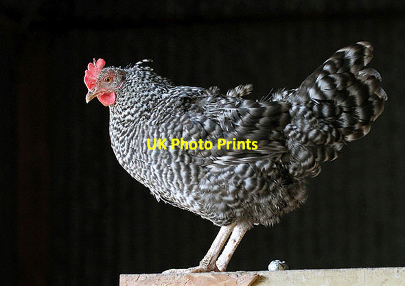 Photo 6"x4" A bantam at Jedburgh Deer and Farm Park Camptown c2013