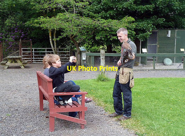Photo 6"x4" A falconry display at Jedburgh Deer and Farm Park Camptown c2013