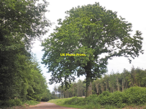 Photo 6"x4" Sweet Chestnut tree, near Croydon Hill Cowbridge\/SS9542 c2013