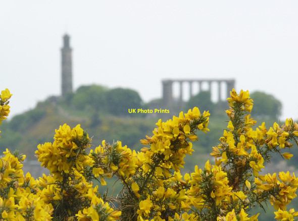 Photo 6"x4" Whin on Arthur's Seat Edinburgh c2013