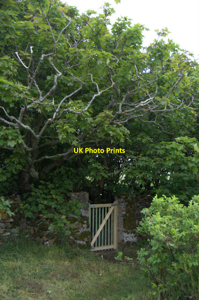 Photo 6"x4" New gate at Halligarth, Baltasound Baltasound c2013